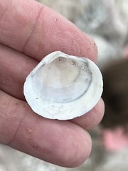 Semele proficua