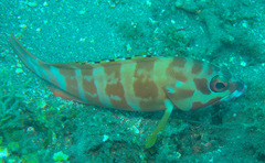 Epinephelus fasciatus