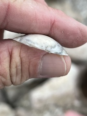 Semele proficua
