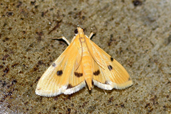 Phaedropsis