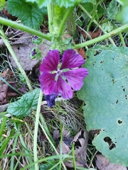 Malva arborea