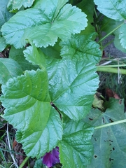 Malva arborea