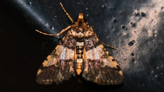Nacoleia mesochlora