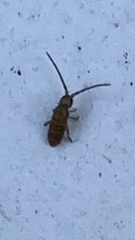 Tomocerinae