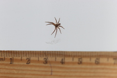 Philodromus aureolus