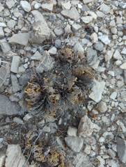 Selaginella lepidophylla