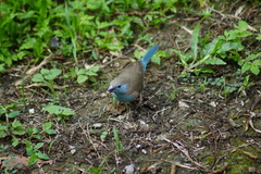 Uraeginthus angolensis