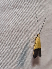 Crocanthes micradelpha