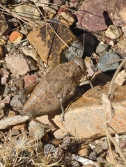 Phrynotettix robustus