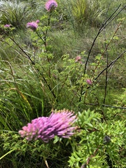 Grevillea acanthifolia