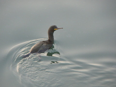 Gulosus aristotelis