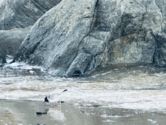 Thinornis cucullatus