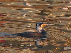 Phalacrocorax carbo