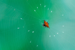 Gasteracantha diardi
