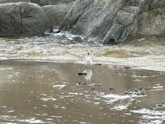 Thinornis cucullatus