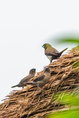 Lonchura leucogastroides