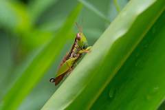 Caryanda spuria