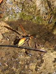 Polistes comanchus