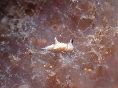 Murphydoris puncticulata