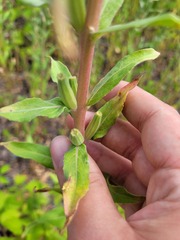 Oenothera villosa