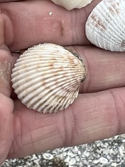 Dallocardia muricata