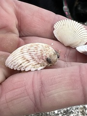 Dallocardia muricata