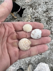 Dallocardia muricata