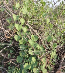 Cocculus hirsutus
