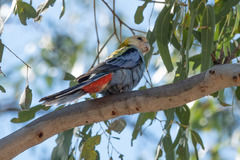 Platycercus adscitus