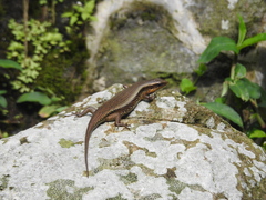 Eutropis multifasciata