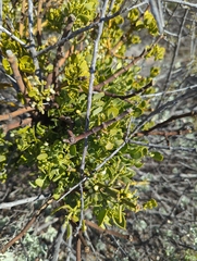 Phoradendron leucarpum