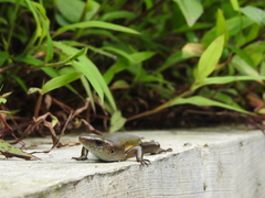 Eutropis multifasciata