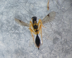 Proctotrupidae