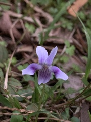 Viola hederacea