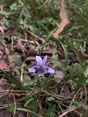 Viola hederacea
