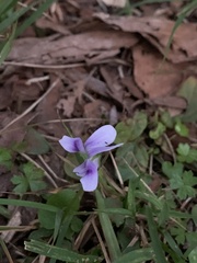 Viola hederacea
