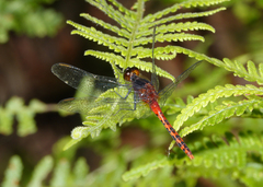 Diplacodes melanopsis