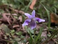 Viola hederacea