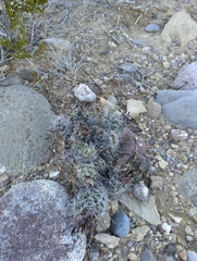 Coryphantha macromeris macromeris