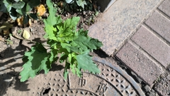 Chenopodium ficifolium