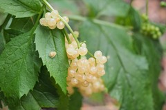 Sambucus gaudichaudiana