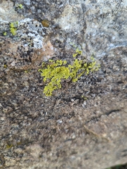 Acarospora socialis