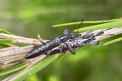 Rhinotia