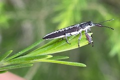 Rhinotia