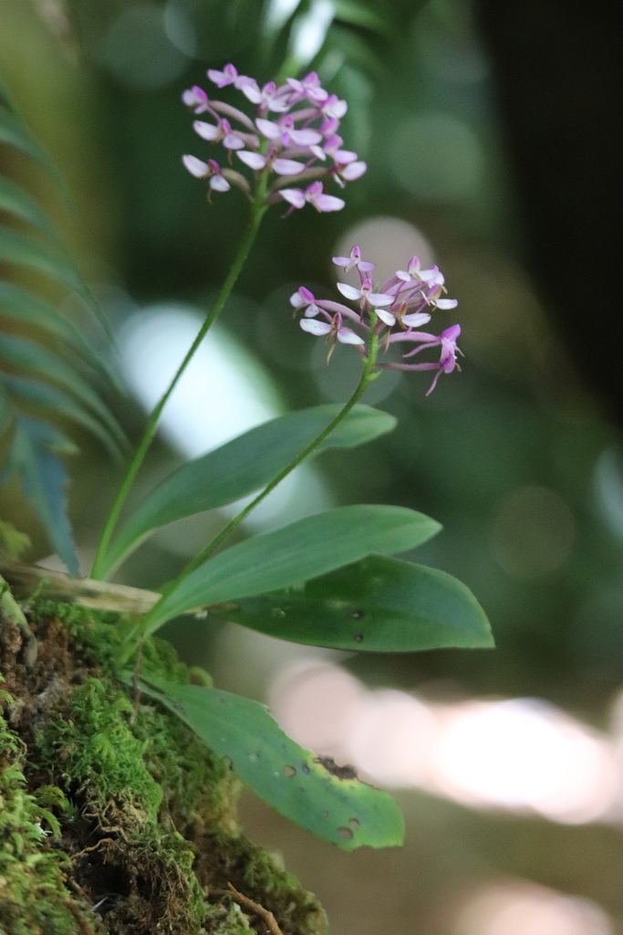 Cynorkis nutans