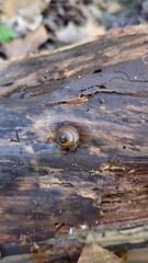 Hygromia cinctella