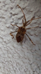 Leptoglossus occidentalis