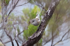 Zosterops borbonicus