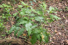 Sambucus gaudichaudiana