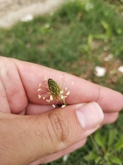 Plantago lanceolata